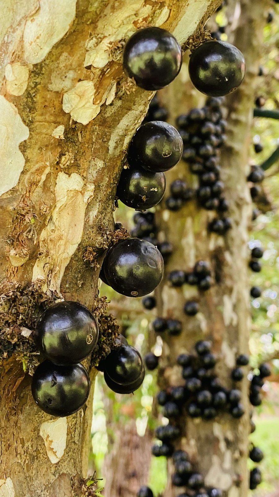 Cacho de jabuticabas pretas presas ao tronco claro da jabuticabeira