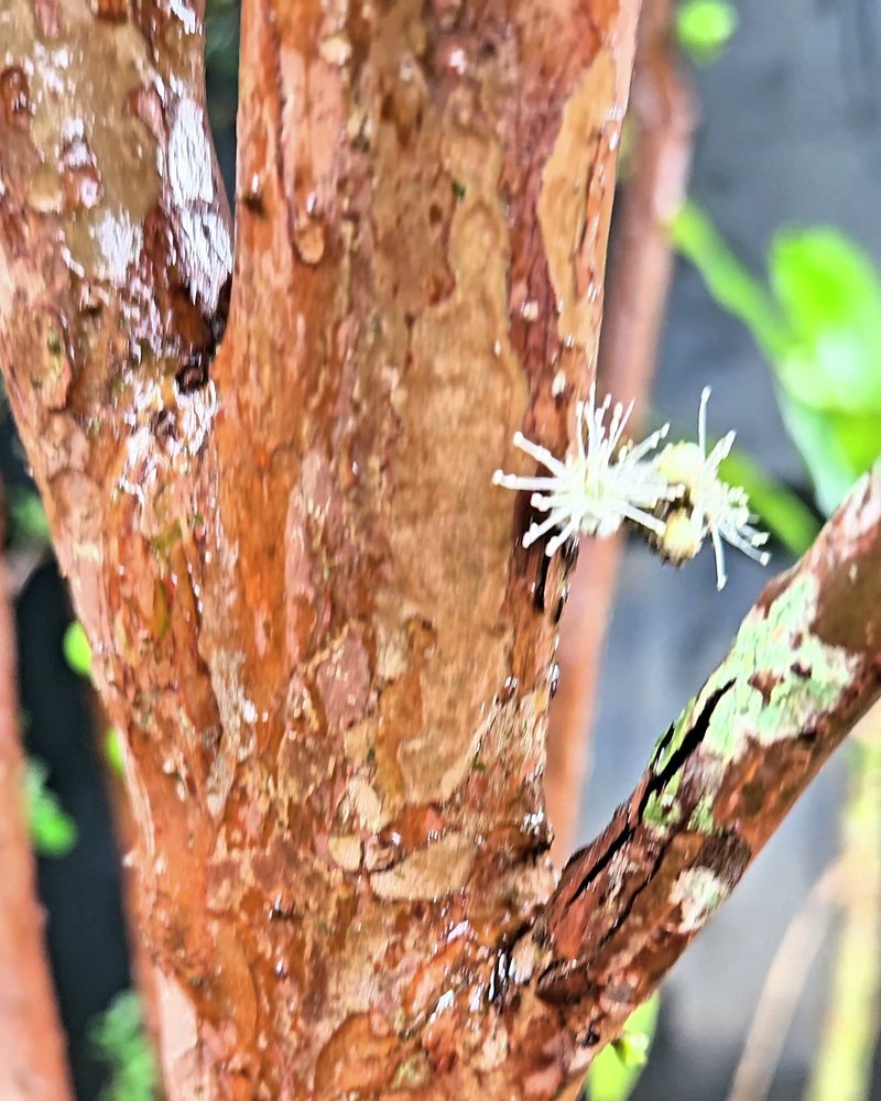 Close do tronco de jabuticabeira com a casca se renovando e uma flor branca nascendo direto no galho