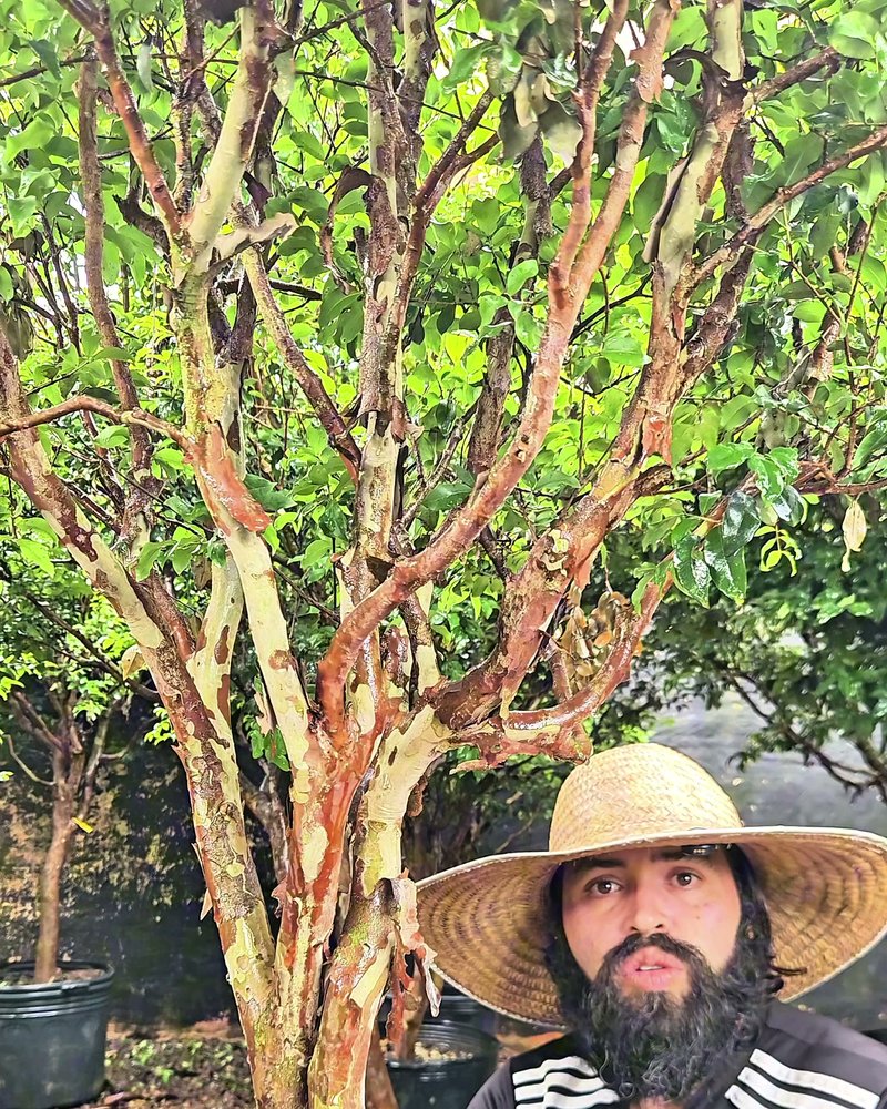 Galhos de jabuticabeira Sabará com a casca soltando em lâminas, ao lado da equipe da Terraje no viveiro