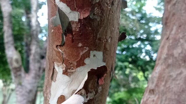 Jabuticabeira Soltando a Casca: É Normal e Quando Preocupa
