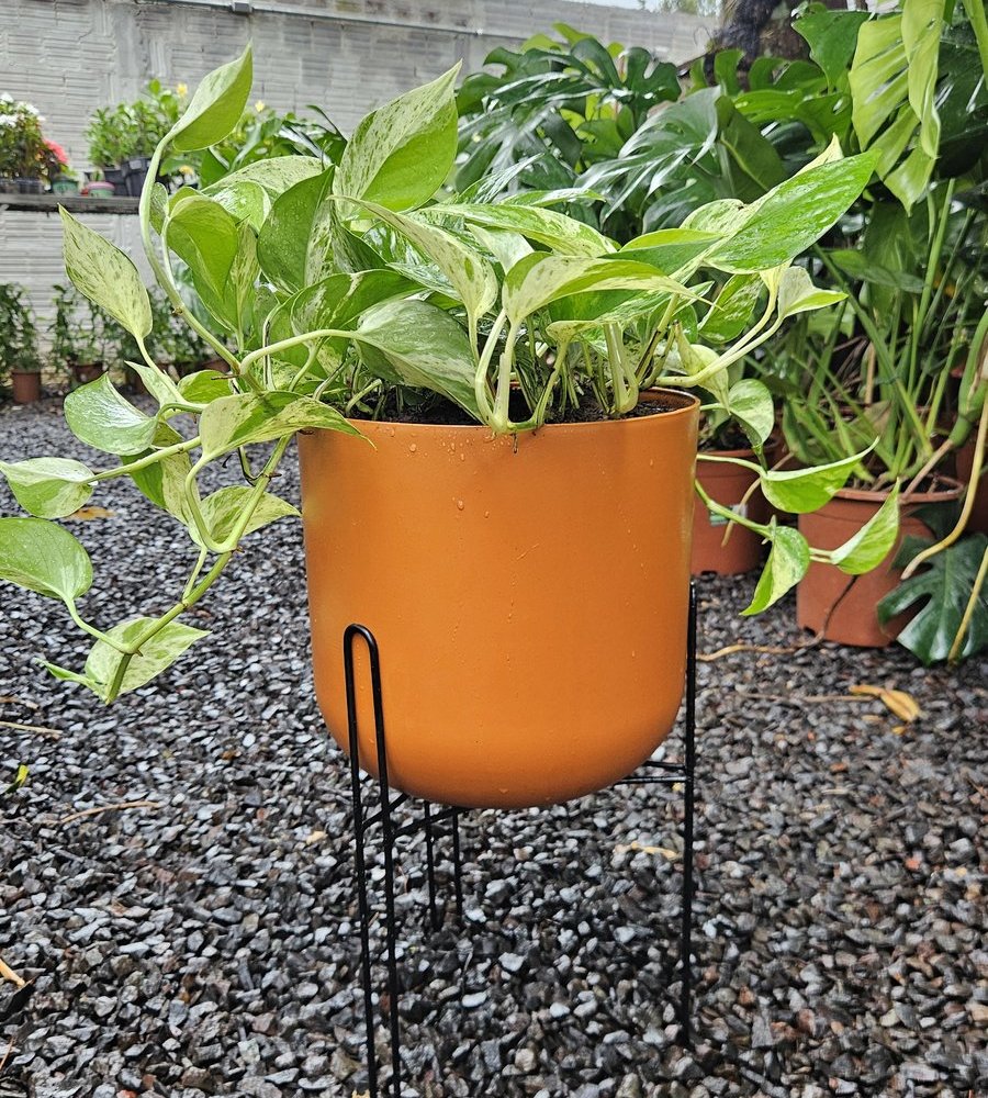 Jiboia branca em vaso laranja com suporte, no viveiro da Terraje