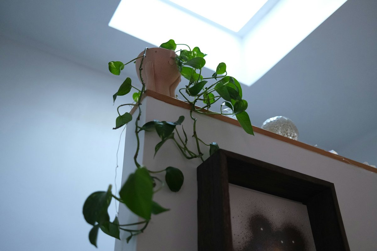 Jiboia pendente com folhas em coração perto de uma claraboia