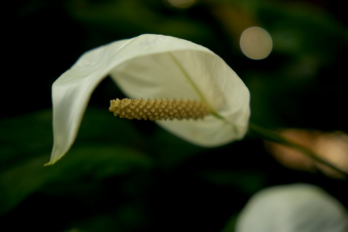 Flor do lírio da paz: espata branca e espádice amarelo