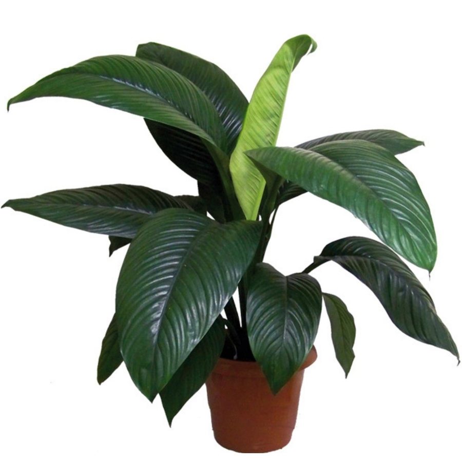 Spathiphyllum Sensation, de folhas largas e nervuradas, em vaso de produtor