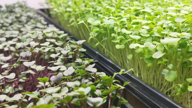 Microverdes: O Que São e Como Cultivar em Casa