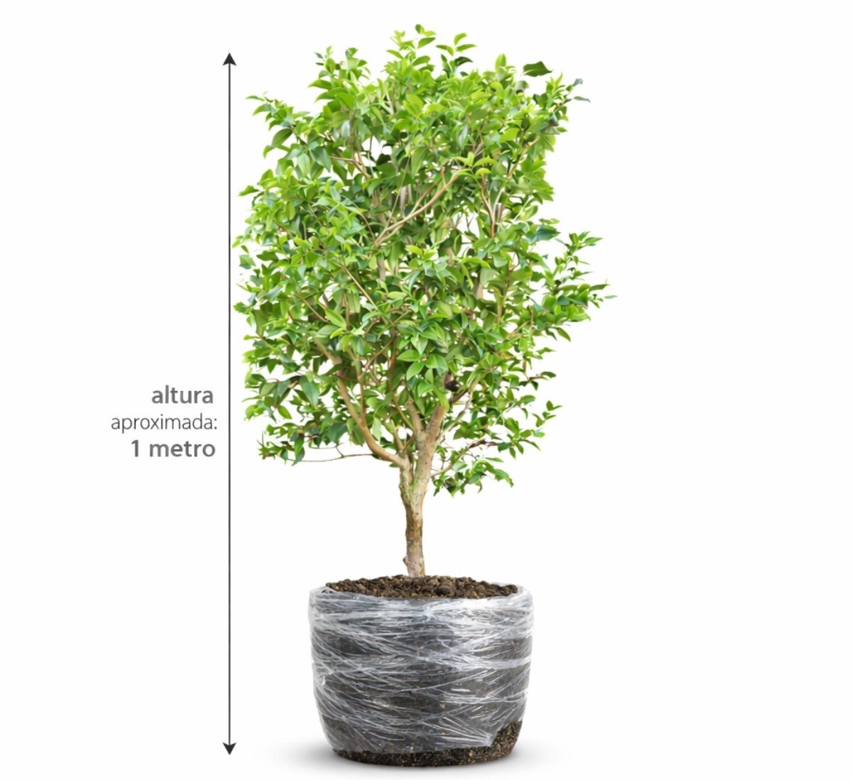 Mini Jabuticabeira Híbrida Produzindo da Terraje, com cerca de 1 m e torrão protegido