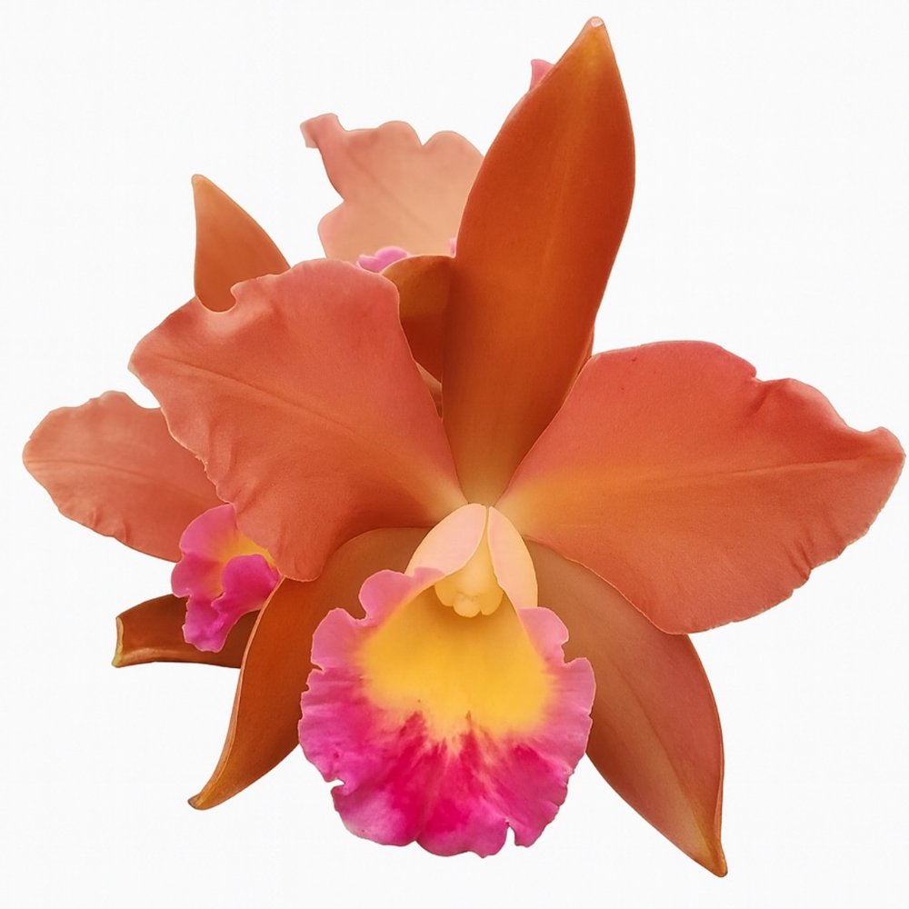 Flor de referência da orquídea Blc Nobiles Honey Pão de Mel, híbrido de Cattleya