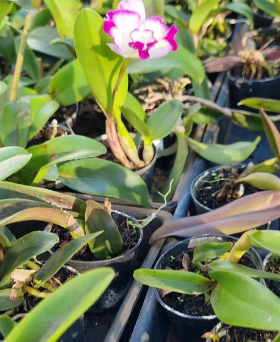 Como cuidar de orquídea até a flor: Cattleya jovem florida na mão, no viveiro