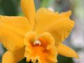 Orquídea Cattleya: Como Cuidar da Planta Jovem Até a Primeira Flor