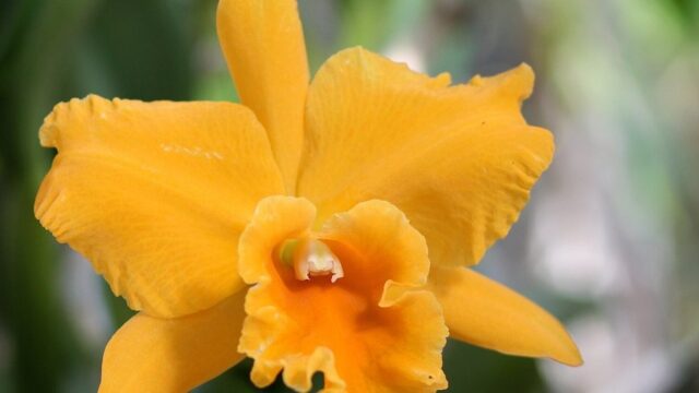 Orquídea Cattleya: Como Cuidar da Planta Jovem Até a Primeira Flor