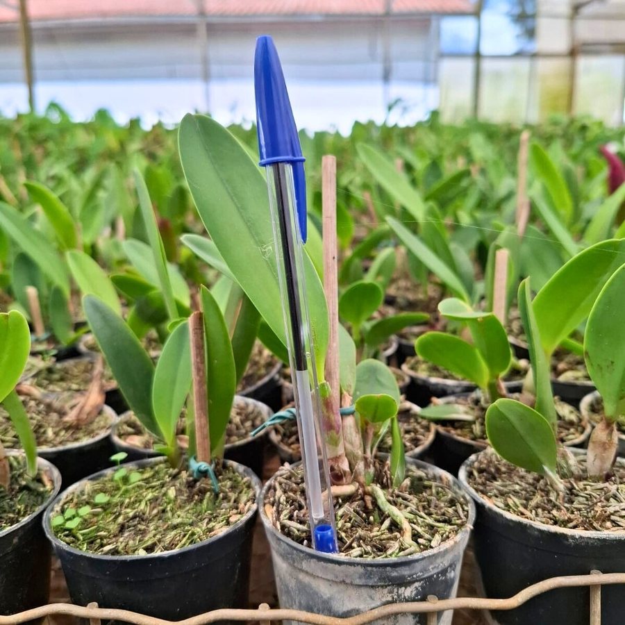 Mudas jovens de Cattleya labiata em potes de produtor, no viveiro da Terraje