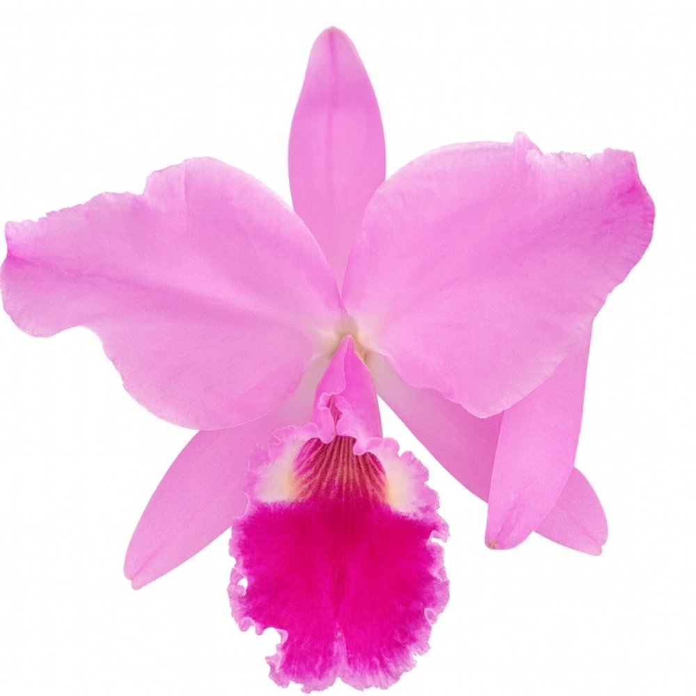 Flor de referência da orquídea Cattleya labiata tipo, rosa com labelo magenta