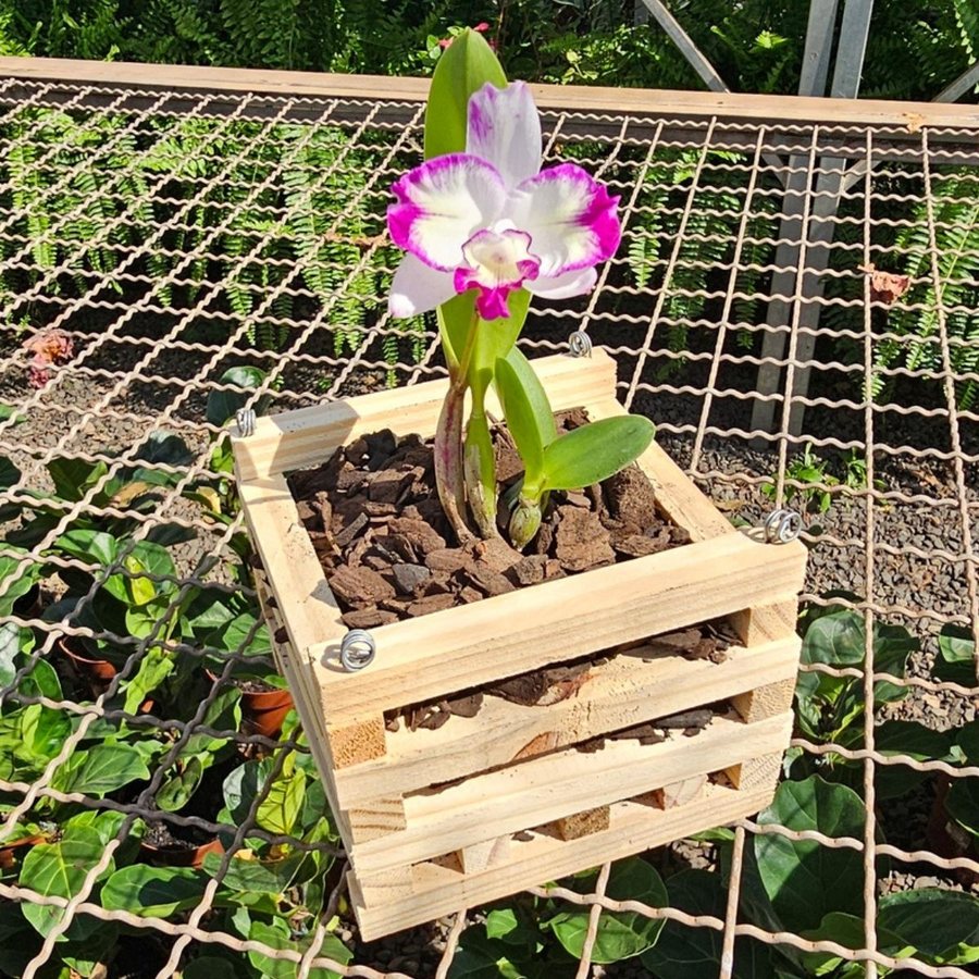 Cattleya florida plantada em casca de pinus dentro do cachepô de madeira