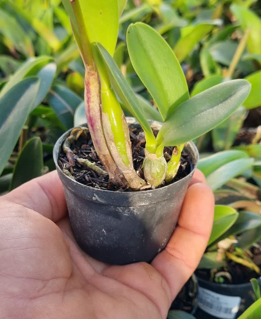 Muda jovem de orquídea Cattleya em pote de produtor, na mão, no viveiro da Terraje