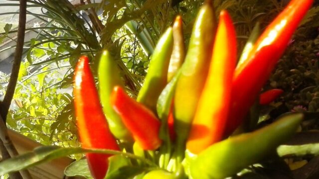 Pimenta em Vaso: Como Plantar de Semente e Colher em Casa