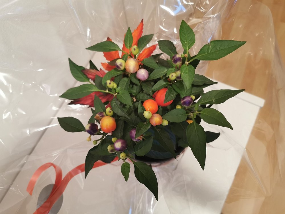 Pimenteira ornamental carregada de frutos em um vaso pequeno