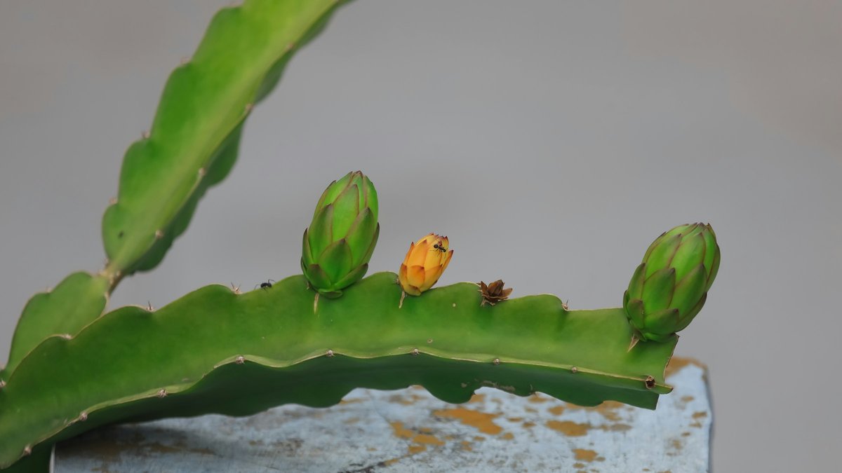 Botões de flor de pitaya brotando na borda de um cladódio