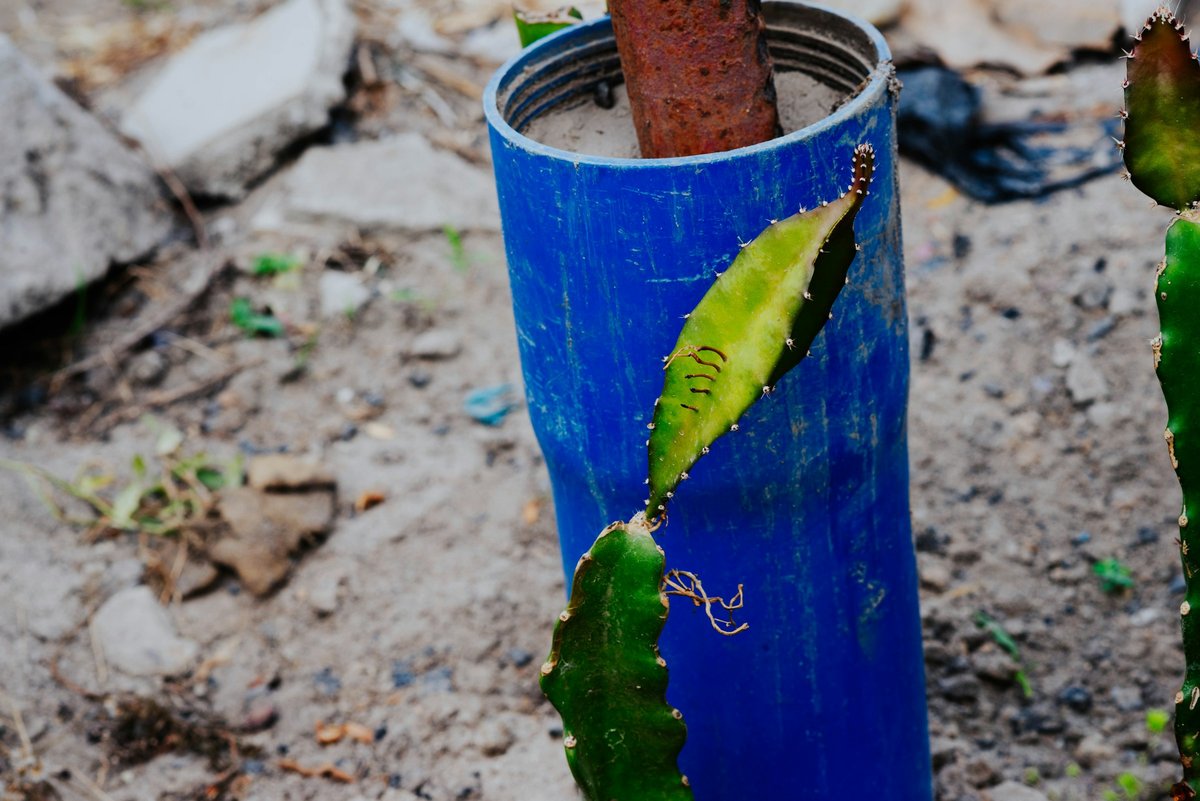Estaca de pitaya plantada junto a um tubo azul que serve de tutor