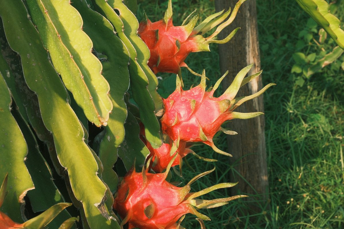 Frutos de pitaya vermelha presos aos cladódios verdes, ao lado de um tutor