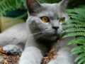 Plantas Seguras para Gatos: as que Têm Ficha na ASPCA e as Tóxicas