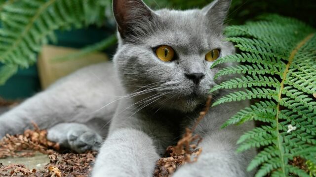 Plantas Seguras para Gatos: as que Têm Ficha na ASPCA e as Tóxicas