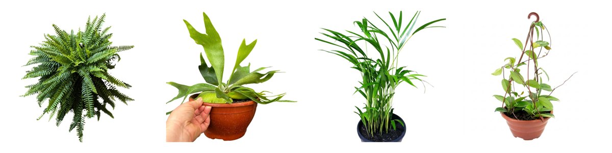 Plantas seguras para gatos vendidas pelas lojas: samambaia-americana, chifre-de-veado, areca-bambu e Hoya