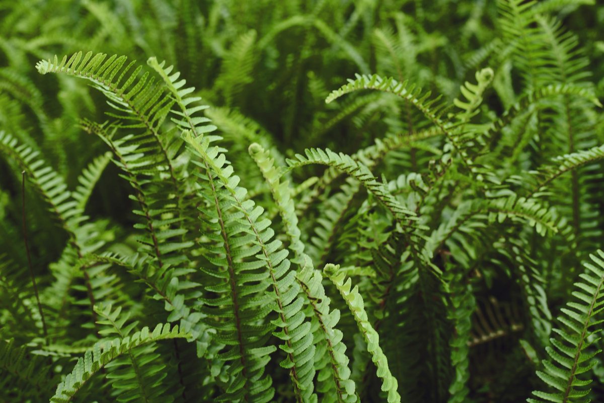 Frondes cheias de samambaia americana vistas de perto