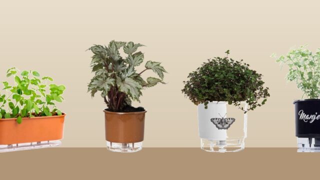 Vaso Autoirrigável: Como Funciona e Quando Vale a Pena